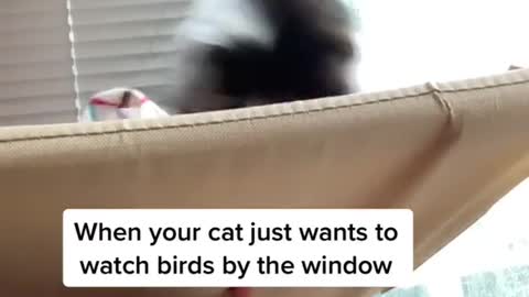 When your cat just wants to watch birds by the window