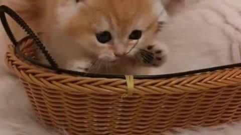 Cute Moment of a Kitten