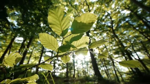 Nature beauty : enjoy the beauty of nature