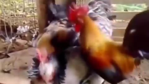 2021 best funny animals video try to no laughing challenge video