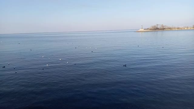 Beautiful birds are flying