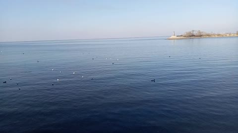 Beautiful birds are flying