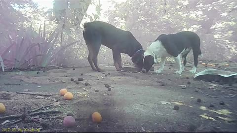 EA S13 - Dogs