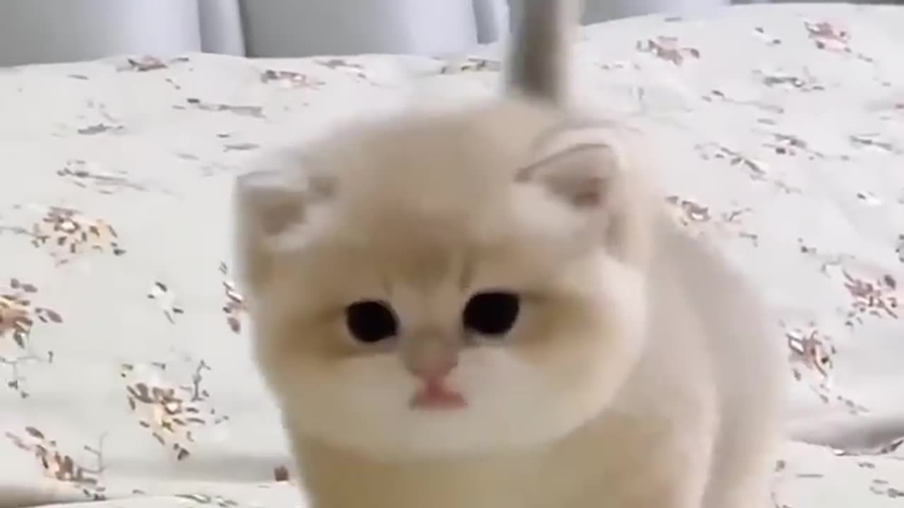 Cute Baby Kitten Sound