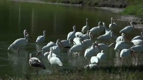 Nature And Wildlife Video – Bird and animal is beautiful creature on our planet♥♥