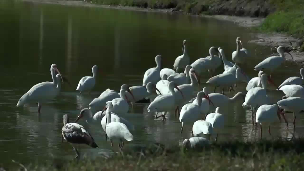 Nature And Wildlife Video – Bird and animal is beautiful creature on our planet♥♥