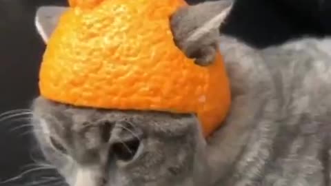 Cat Likes Its New Special Cap