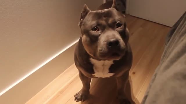 Does your pitbull talk to you?