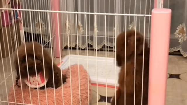 Think back to the days with pets