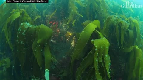 Rare sighting of Common Octopus off Cornish coast captured on camera