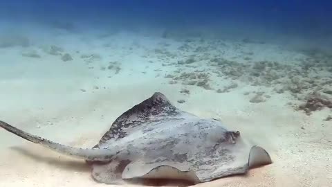 Wildlife
