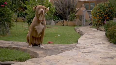 Dog Barks At Babysitter, So Mom Hides Camera In front door