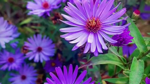 Beautiful flowers. flower water droplets