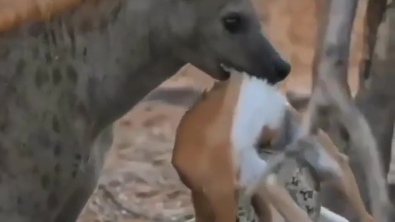 PYTON VS HYENA