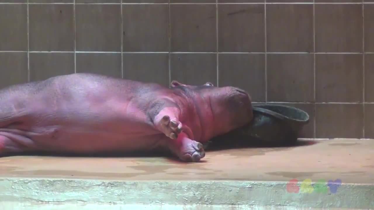 The Life of a Slow and Blinky Baby hippo
