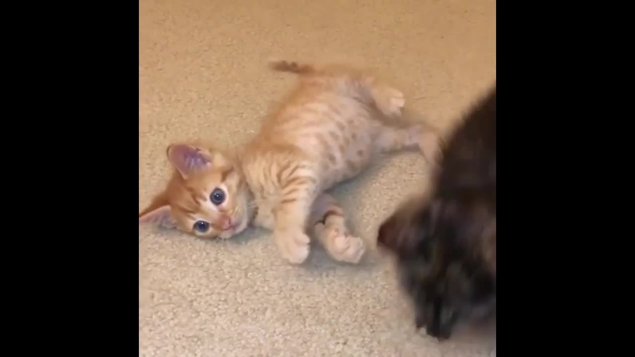 Best Of Funny Kittens Videos Compilation