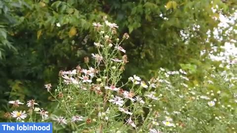 Relaxing Music | Sleeping, Meditation, Stress Relief | [1523] ⭐️