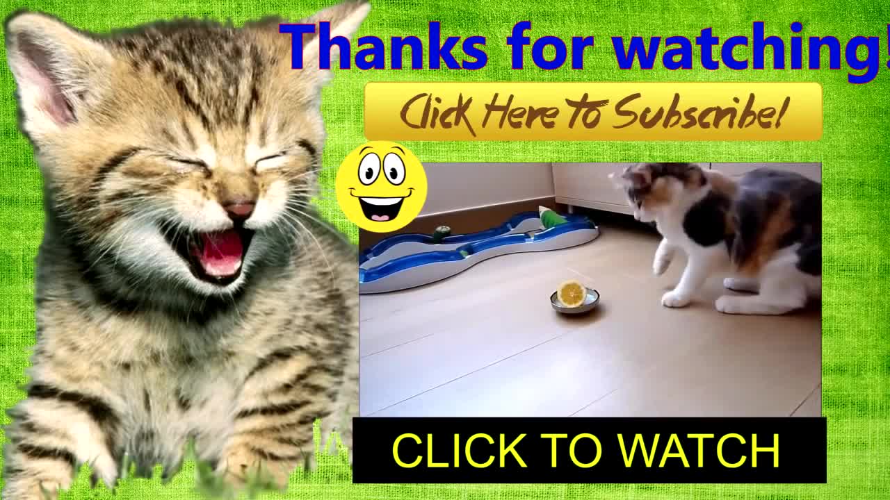 Funny Video | Cat Pranking | Cats With iPad