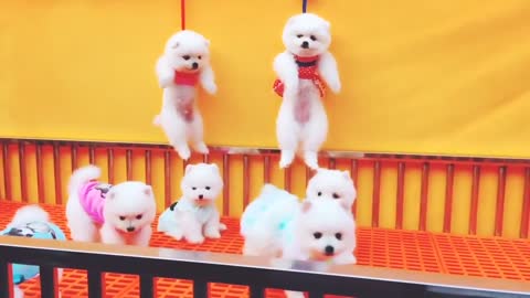 Funniest Animals Real Best Funny Animals Videos Try Not To Laugh