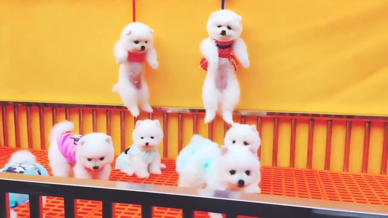 Funniest Animals Real Best Funny Animals Videos Try Not To Laugh