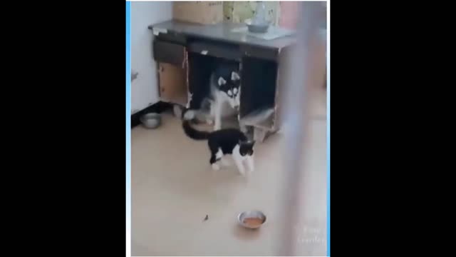 Cat vs dog