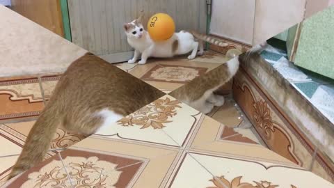 Cats vs Balloon Funny cat videos