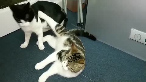 Cat Fight Compilation Video