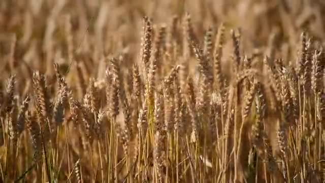 Wheat field
