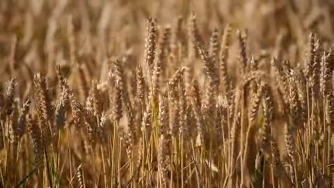 Wheat field