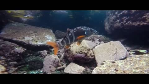 Diving Seal JnderwaterAnimals Beautiful Nature