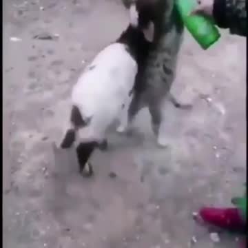 Battle for milk