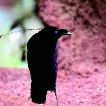 Bird In The Land Western Parotia #Bird_In_The_Land #animals_Nuture #Bird #Western_Parotia