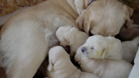 THE MOST BEAUTIFUL CUBS IN THE WORLD HAVE ARRIVED