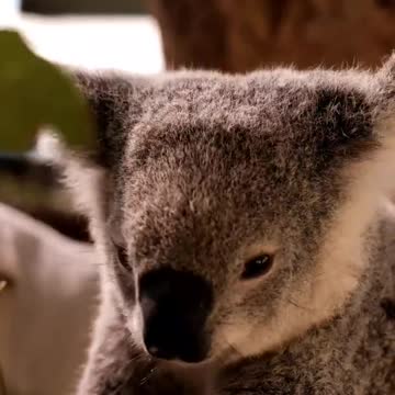 The koala (Phascolarctos cinereus) is an arboreal and herbivorous marsupial.