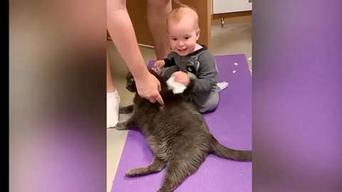 funny cats and babies