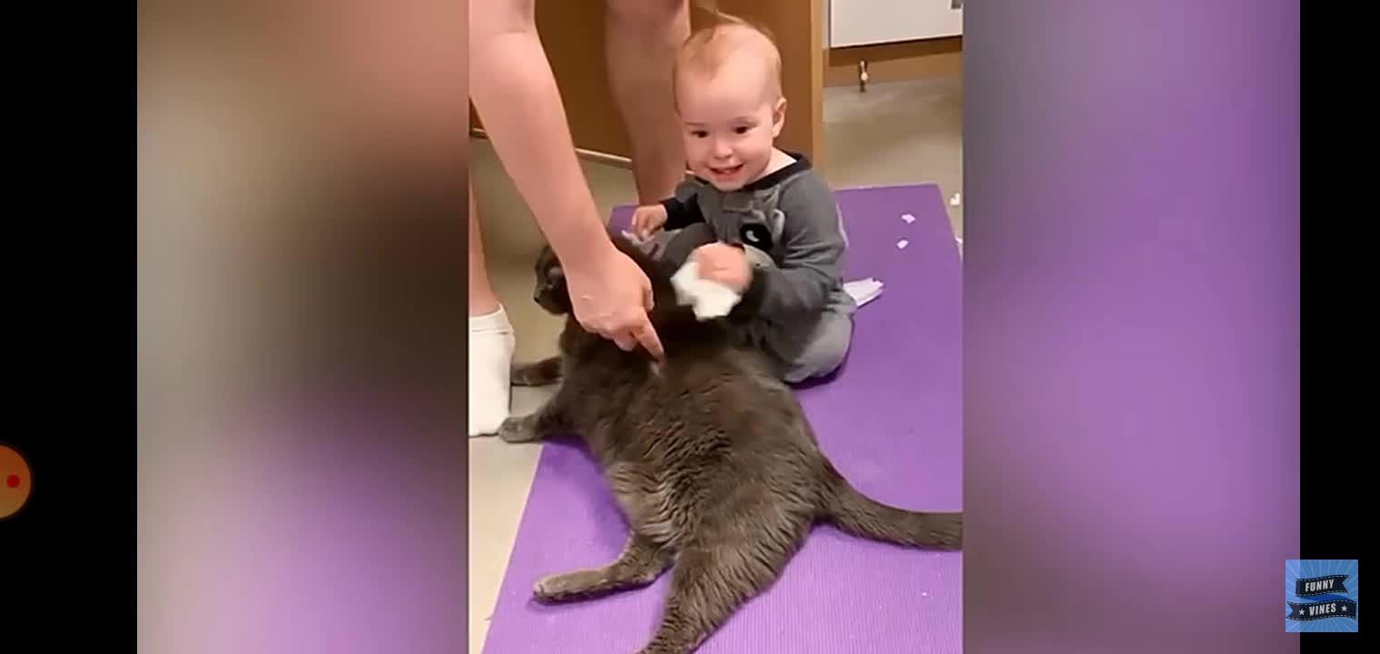 funny cats and babies