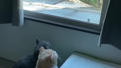 Best Funny Pet AnImals Viral Clips