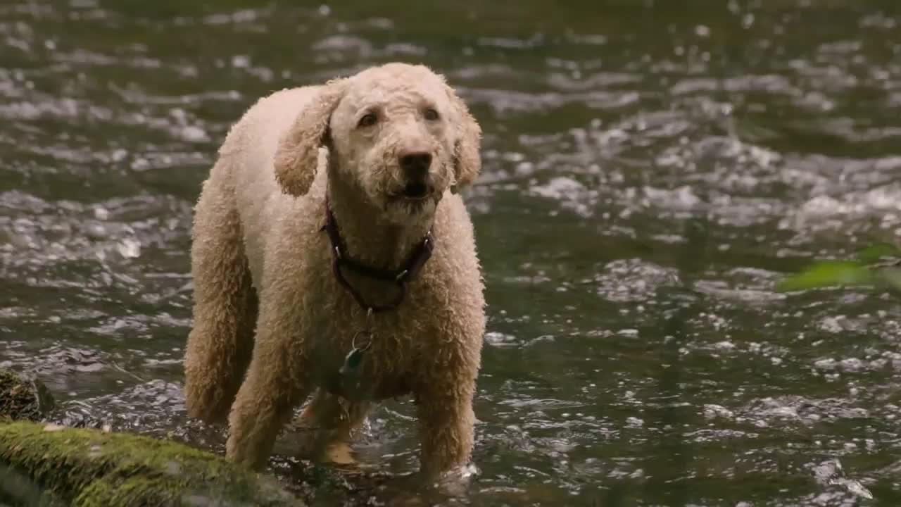 A wet dog shakes the water out of its fur after emerging from river