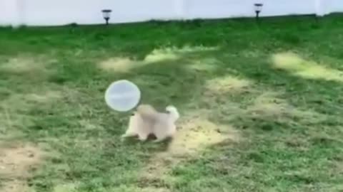 Cute puppy plays balloon in the garden