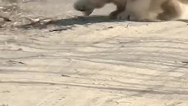 Funniest and Cutest Puppies