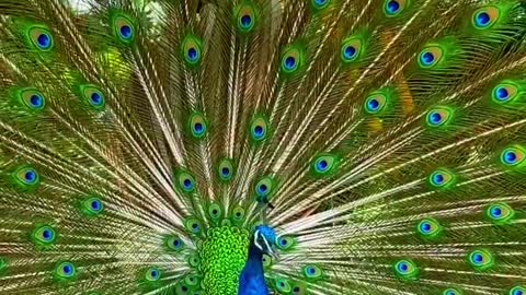 peacock flaunting its tail