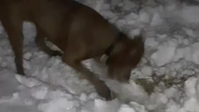 Charlie loves snow