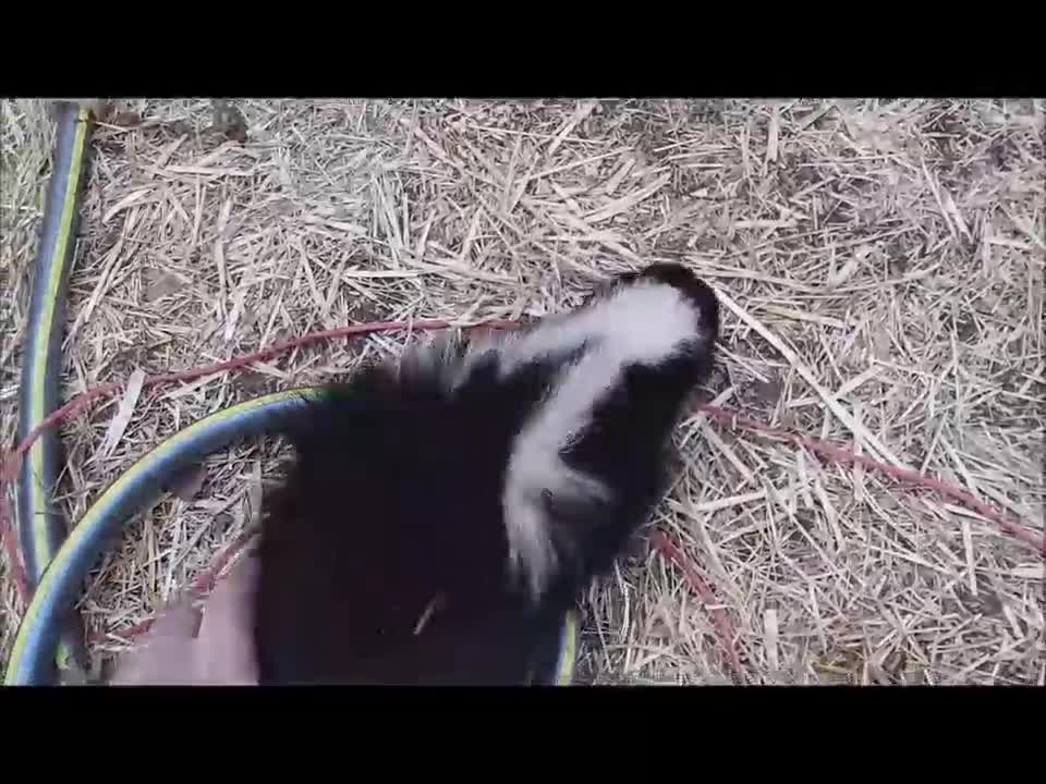 Skunk Test