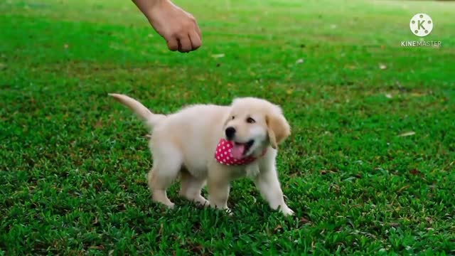 Cute puppy - Cute Dog and Cute Animals Video |Suhaibatr