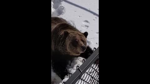 Grizzly bear pops out of winter den for the first time