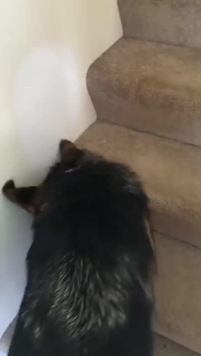 A dog 🐶 playing with a small cat so funny