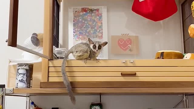 Bushbaby Makes a Large Leap