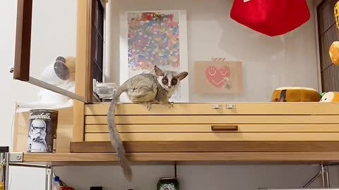 Bushbaby Makes a Large Leap