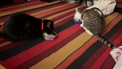 Cats on Drugs