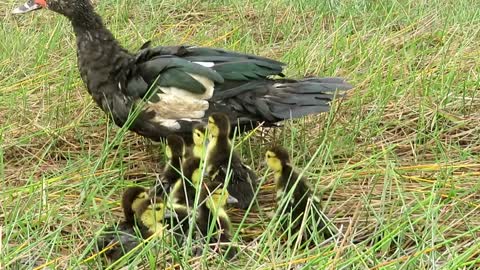 Stalks Baby Duck in The Wild - How To Find Duck